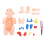 Human Body Structure Model Detachable Torso Anatomical Education Tool 1