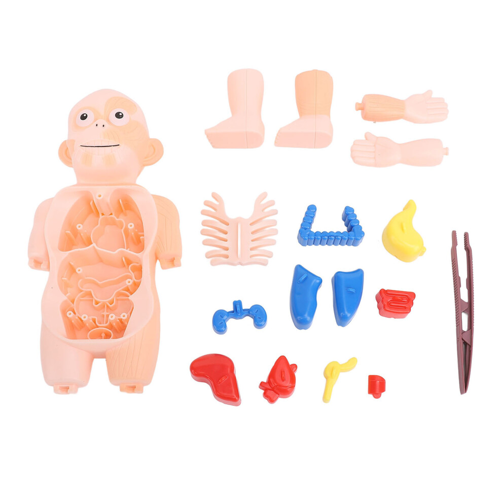 Human Body Structure Model Detachable Torso Anatomical Education Tool