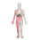 Anatomie Kit Menselijk Model Verwijderbare Organs 2
