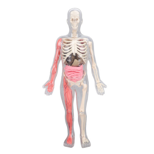 Anatomie Kit Menselijk Model Verwijderbare Organs 1