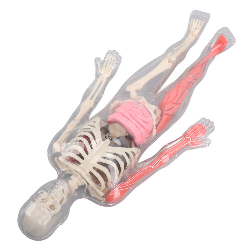 Anatomie Kit Menselijk Model Verwijderbare Organs 2