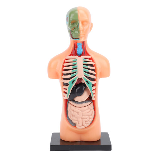 Skeletmodel Anatomie Studiehulpmiddel 2