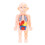 Human Body Structure Model Detachable Torso Anatomical Education Tool 3