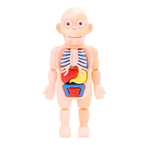Human Body Structure Model Detachable Torso Anatomical Education Tool 2