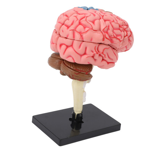 Breinmodel Neuroanatomie met Basis 2