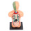 Skeletmodel Anatomie Studiehulpmiddel 5