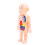 Human Body Structure Model Detachable Torso Anatomical Education Tool 4