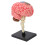 Breinmodel Neuroanatomie met Basis 2