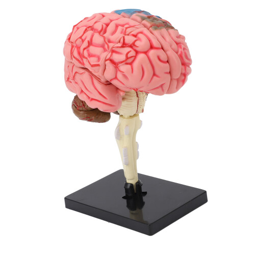 Breinmodel Neuroanatomie met Basis 1