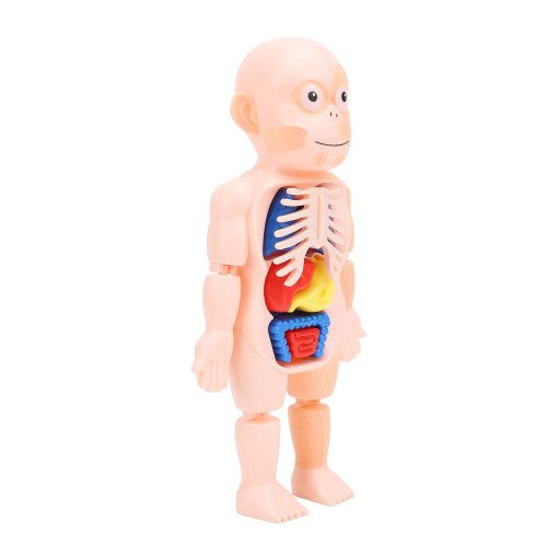 Human Body Structure Model Detachable Torso Anatomical Education Tool 1