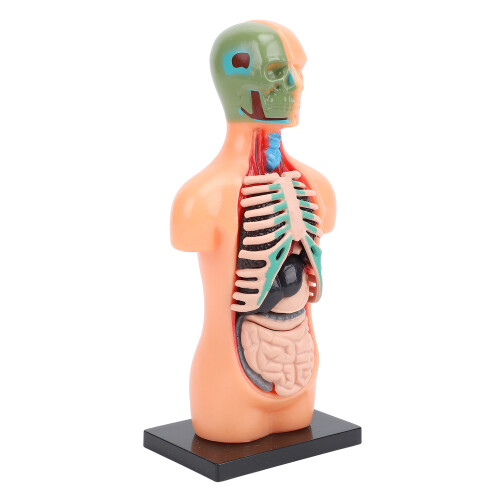 Skeletmodel Anatomie Studiehulpmiddel 1