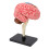 Breinmodel Neuroanatomie met Basis 5
