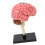 Breinmodel Neuroanatomie met Basis 4