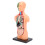 Skeletmodel Anatomie Studiehulpmiddel 4
