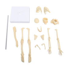 Anatomisches Skelettmodell beweglich für Bildung Dekoration