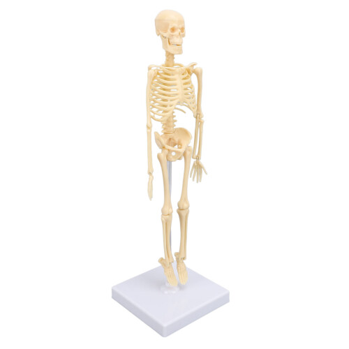 Anatomisches Skelettmodell beweglich für Bildung Dekoration 1