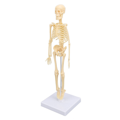 Anatomisches Skelettmodell beweglich für Bildung Dekoration 2