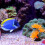 Resin Decoratie Vis Aquarium Sfeerverfraaiing 5