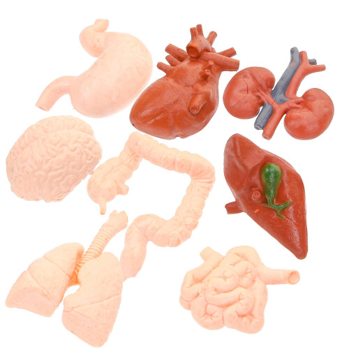 8Pcs Simulerade Organmodeller Mänsklig Organ Modell Lärmedel