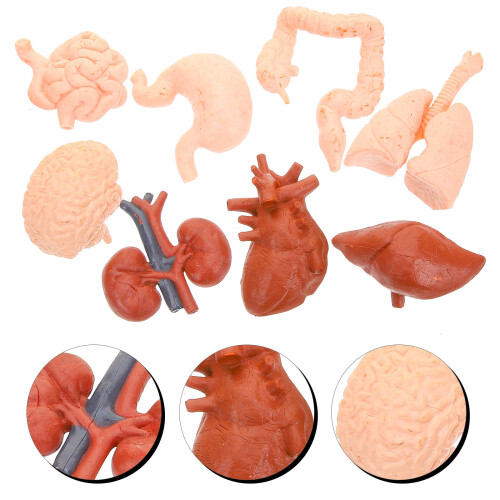 8Pcs Simulerade Organmodeller Mänsklig Organ Modell Lärmedel 2