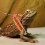 1.2m Laisse Orange En Nylon Pour Petits Reptiles 5