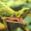 1.2m Laisse Orange En Nylon Pour Petits Reptiles 11