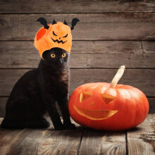 Fledermaus-Hut-Plüsch Katze/Hund Orange/Schwarz 27-35cm 14g