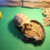 Pet Reptil Långsvansig Vattenabsorberande 80X40 Cm 9