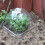 15Pcs Plantningsprotektor Transparent Trädgårdsskyddsdome 6