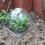 15Pcs Plantningsprotektor Transparent Trädgårdsskyddsdome 6