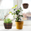 1St Vintage Plantenbak Multifunctionele Succulente 6