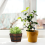 1St Vintage Plantenbak Multifunctionele Succulente 4