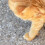 2 Förpackningar/40 Stycken Nagelöverdrag För Katt och 10