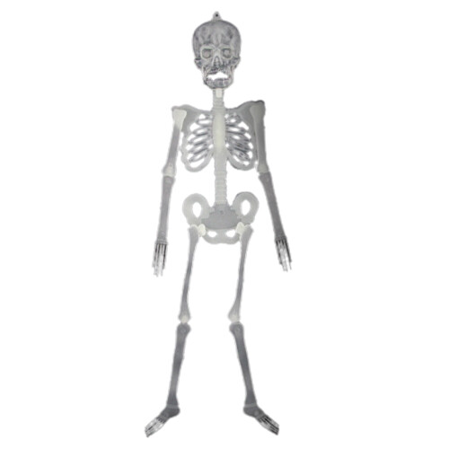 Lebensechtes Skelettmodell Glow 20/30/90/150 cm 1