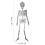 Lebensechtes Skelettmodell Glow 20/30/90/150 cm 4