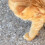 2 Förpackningar/40 Husdjurs Nagelöverdrag För Katt 10