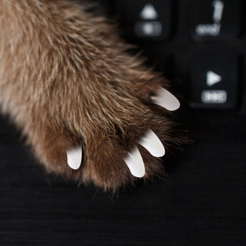 2 Förpackningar/40 Husdjurs Nagelöverdrag För Katt 2