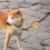 3Pcs Hundcollar Etiketter, Egendesignade Djuridentifiering Varning 11