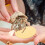 20 Hermit Crab Underhållssvampar För Vattenfat 5