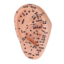 Ear Acupuncture Model PVC Massage Acupoint 13cm