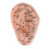 Ear Acupuncture Model PVC Massage Acupoint 13cm 1