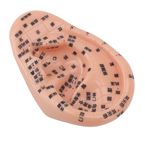 Ear Acupuncture Model PVC Massage Acupoint 13cm 1