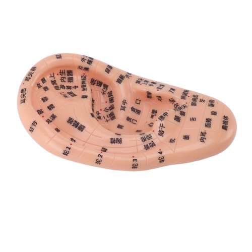 Ear Acupuncture Model PVC Massage Acupoint 13cm 2