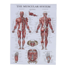 Farbige Muskel-Anatomie-Poster für Klassenzimmer Klinik