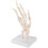 Anatomique Os Main Scientifique En PVC, Usage Educatif 5