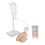 Male Urethral Catheterization Simulator Fluid Model 1
