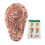 17cm Ear Acupuncture Model Clear Acupoint Reflexology Display 1