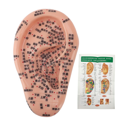 17cm Ear Acupuncture Model Clear Acupoint Reflexology Display