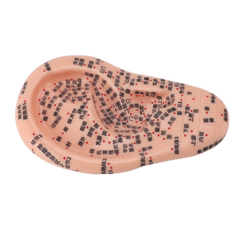 17cm Ear Acupuncture Model Clear Acupoint Reflexology Display 2