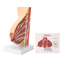 Anatomisches Brustmodell PVC zum Lernen & Trainieren